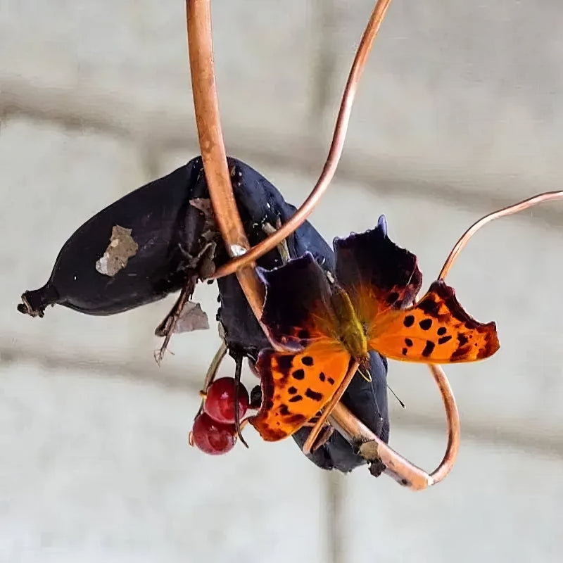 🦋Butterfly Banana Hammock - 🦋Butterfly Feeder